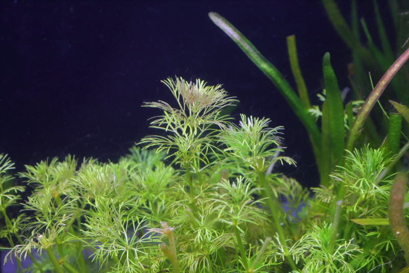 植栽から68日目（2回目のトリミングから52日目）　アンブリア